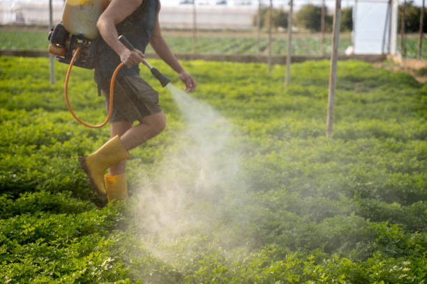 Best Affordable Pest Control Services  in Little Cypress, TX