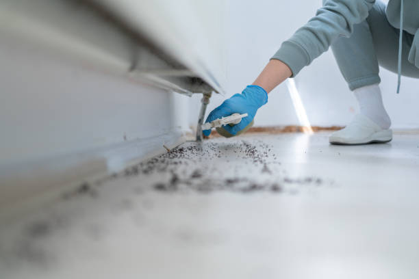 Best Affordable Pest Control Services  in Little Cypress, TX